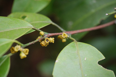 Salacia oblonga